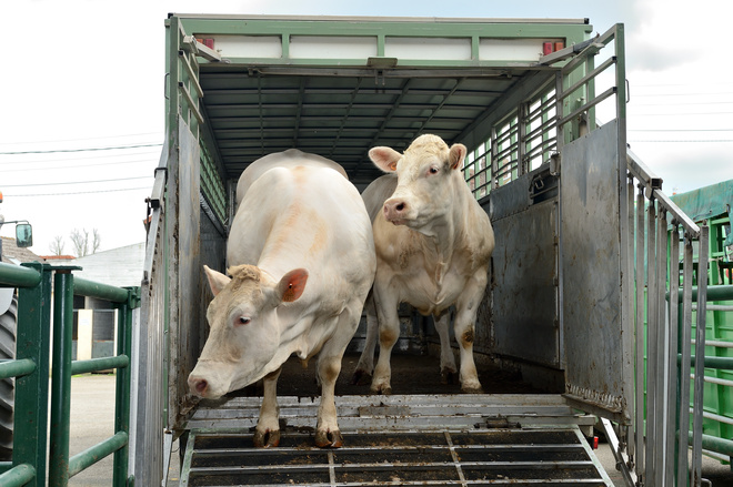 Transport de bovins